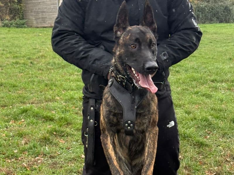 Dutch Shepherd 1 year 2 months old male large named Rico for breeding in Warwickshire, England | Petmeetly