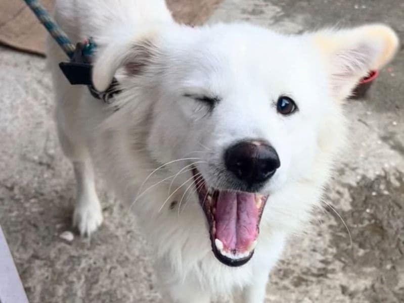 German Spitz 2 years 7 months old male medium named Snow for breeding in Upper Assam Division, Assam | Petmeetly