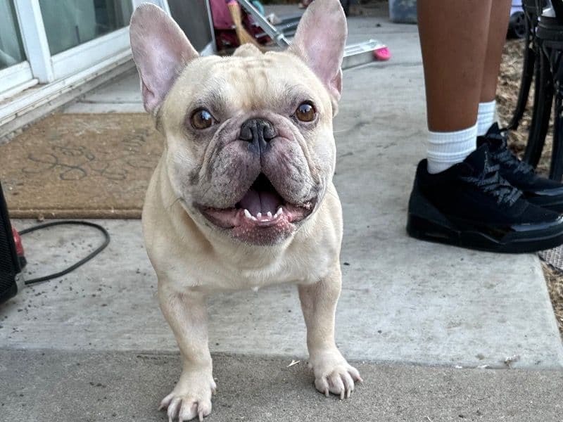 Frenchie Pug (Frug) 3 years 2 months old male small named Marz for breeding in Stanislaus County, California | Petmeetly