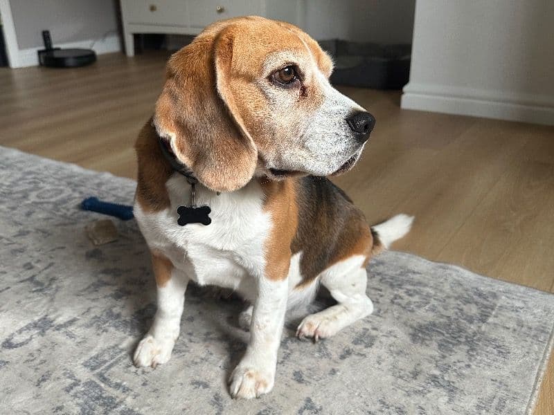 Beagle 6 years 1 month old male medium named Mars for breeding in Somerset, England | Petmeetly
