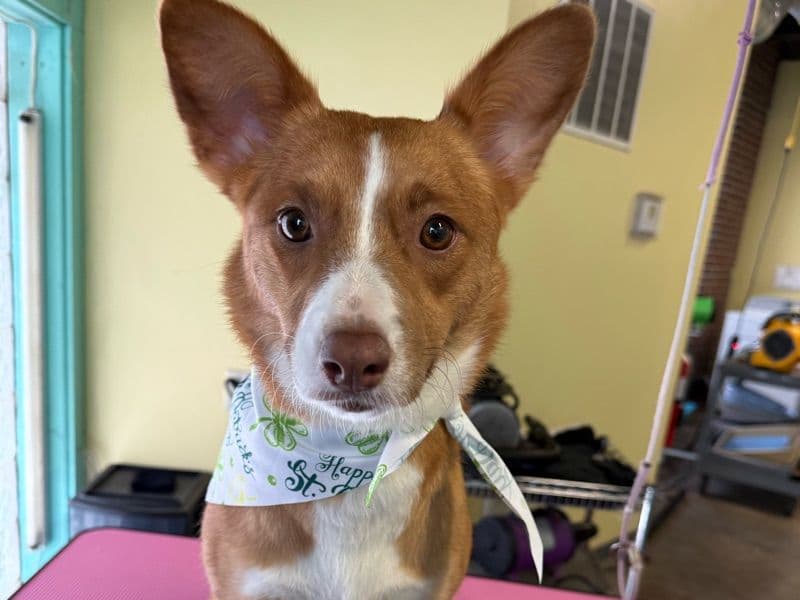 Chihuahua 2 years 1 month old female medium named Roxy for breeding in Allegheny County, Pennsylvania | Petmeetly