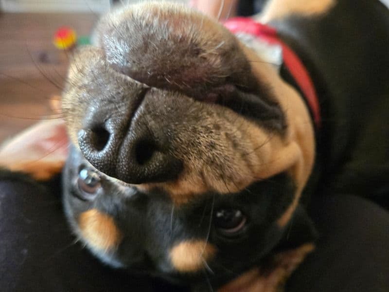 French Bulldog 1 year 11 months old male medium named Reggie for sale in West Midlands, England | Petmeetly