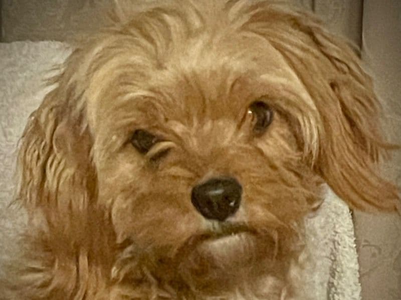 Cavoodle 3 years 2 months old female small named Bonnie for breeding in East Gippsland Shire, Victoria | Petmeetly