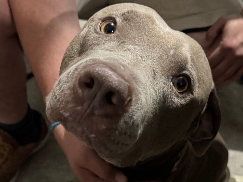 Rednose Pitbull Terrier 1 year 9 months old male large named Smoke for breeding in Centertown, Tennessee | Petmeetly