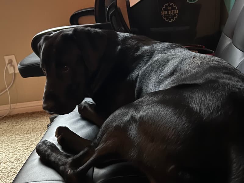 Labrador Retriever 4 years 6 months old male large named Boo for breeding in Kern County, California | Petmeetly