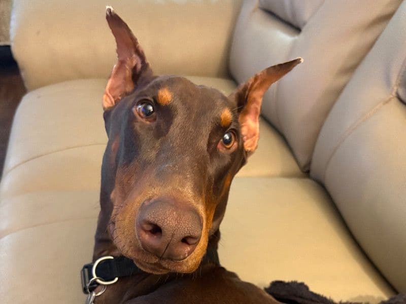 Doberman 1 year 1 month old male medium named Apollo for breeding in San Joaquin County, California | Petmeetly