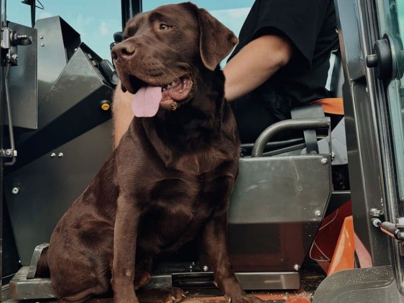Fox Red Labrador 2 years 11 months old male large named Kyeo for breeding in Nambucca Valley Council, New South Wales | Petmeetly