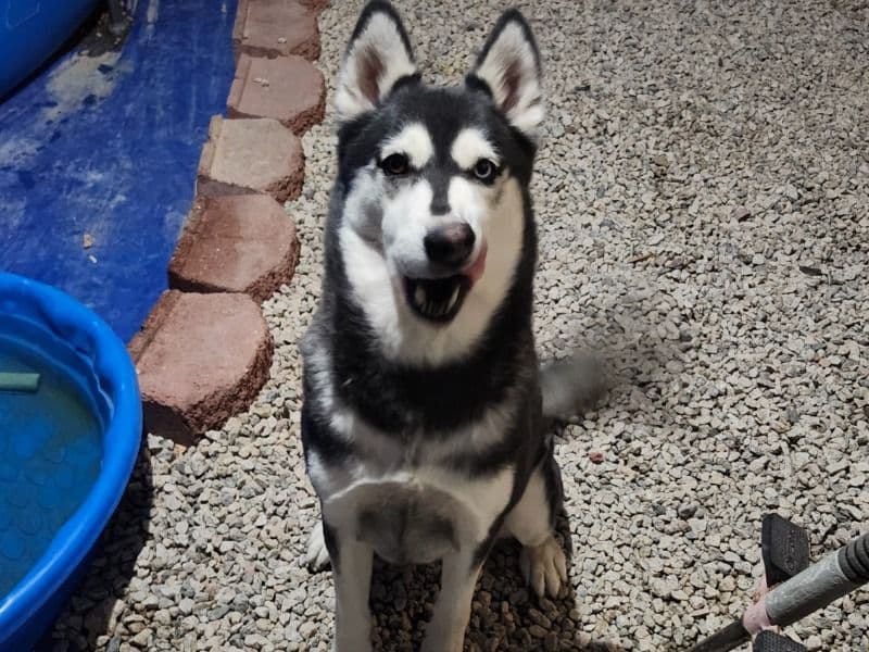 Siberian Husky 5 years 7 months old female large named Nala for breeding in Yuma County, Arizona | Petmeetly
