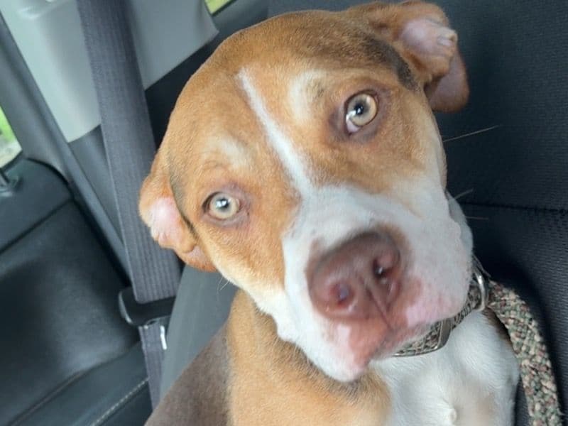 Blue nose Pitbull 1 year old male medium named Copper for breeding in St. Tammany Parish, Louisiana | Petmeetly