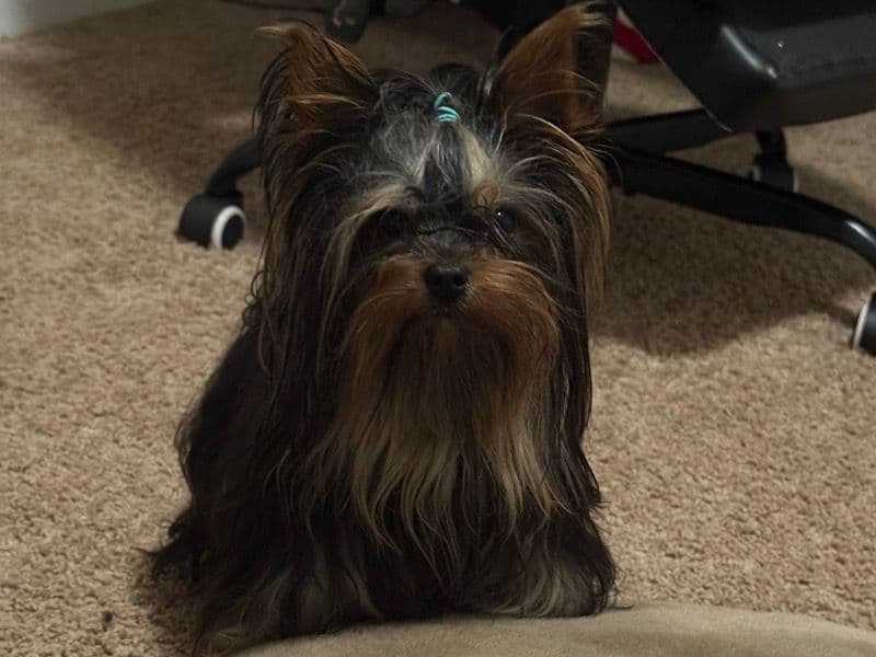 Teacup Yorkshire Terrier 2 years 1 month old male small named Gus for breeding in Youngsville, North Carolina | Petmeetly