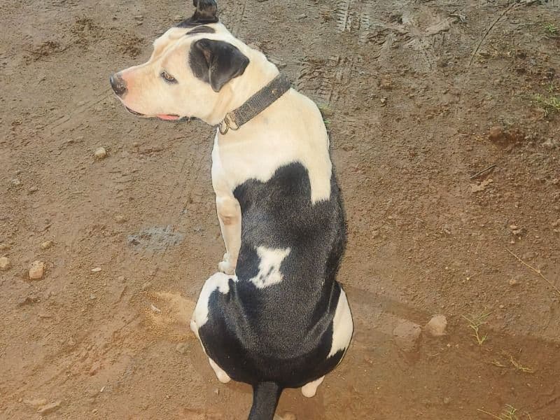 American PitBull Terrier 1 year 4 months old male large named Sera for breeding in Rajkot, Gujarat | Petmeetly