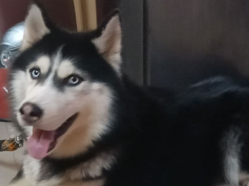 Husky 3 years 5 months old male large named Lux for breeding in Bangalore Division, Karnataka | Petmeetly