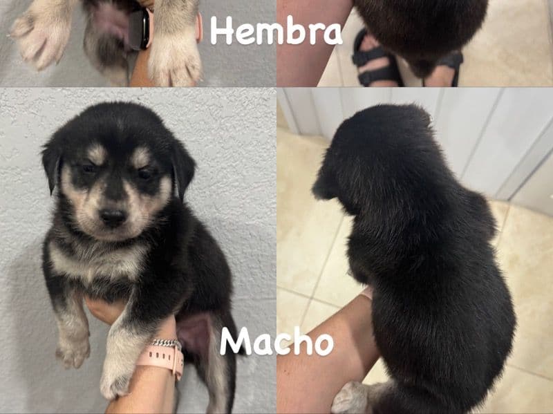 Husky 2 months old female small named Puppies for sale in Palm Beach County, Florida | Petmeetly