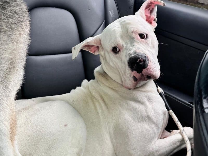 American Bully 1 year 2 months old male medium named Mouzer for breeding in Regional Municipality of Peel, Ontario | Petmeetly