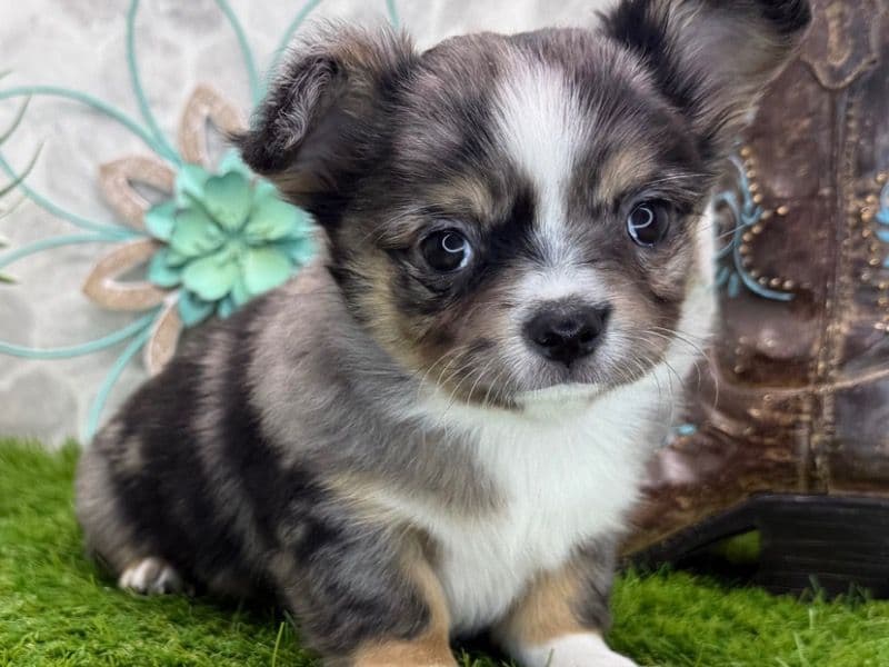 Chihuahua 3 months old male medium named Franky for breeding in Wyoming | Petmeetly