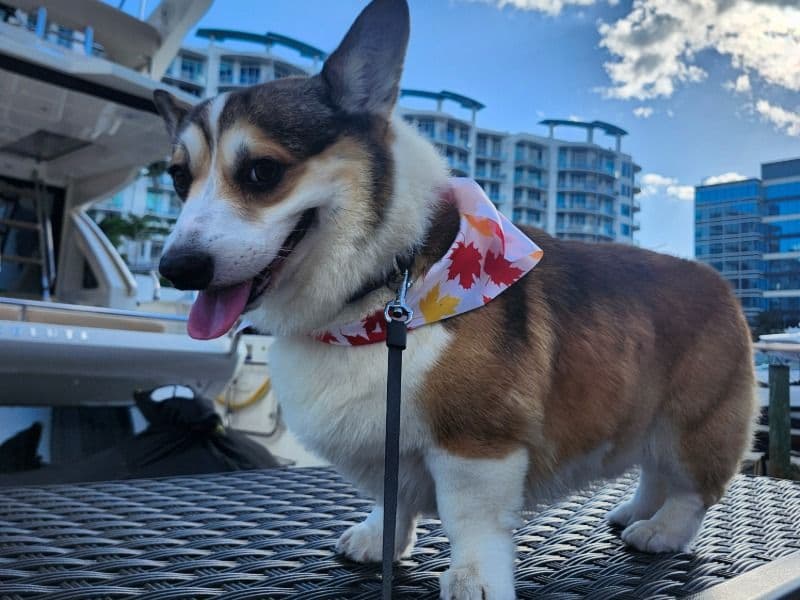 Corgi 4 years 2 months old male medium named Barney for breeding in Miami-Dade County, Florida | Petmeetly