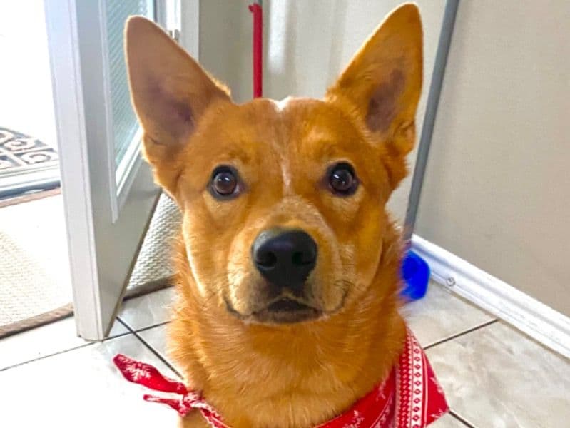 Australian Cattle Dog 5 years 1 month old male medium named Niko for breeding in Dallas County, Texas | Petmeetly