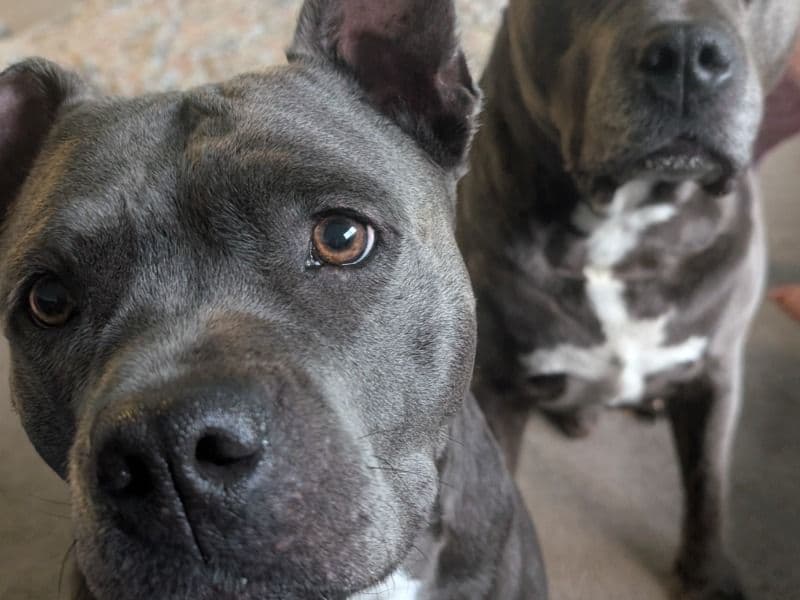 American Staffordshire Terrier 4 years 5 months old female medium named Ruby for breeding in City of Busselton, Western Australia | Petmeetly