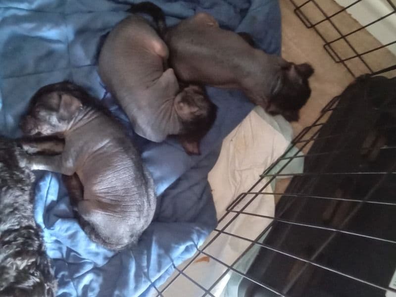 Chinese Crested 5 months old male small named Not Named for breeding in Hamilton, Ontario | Petmeetly