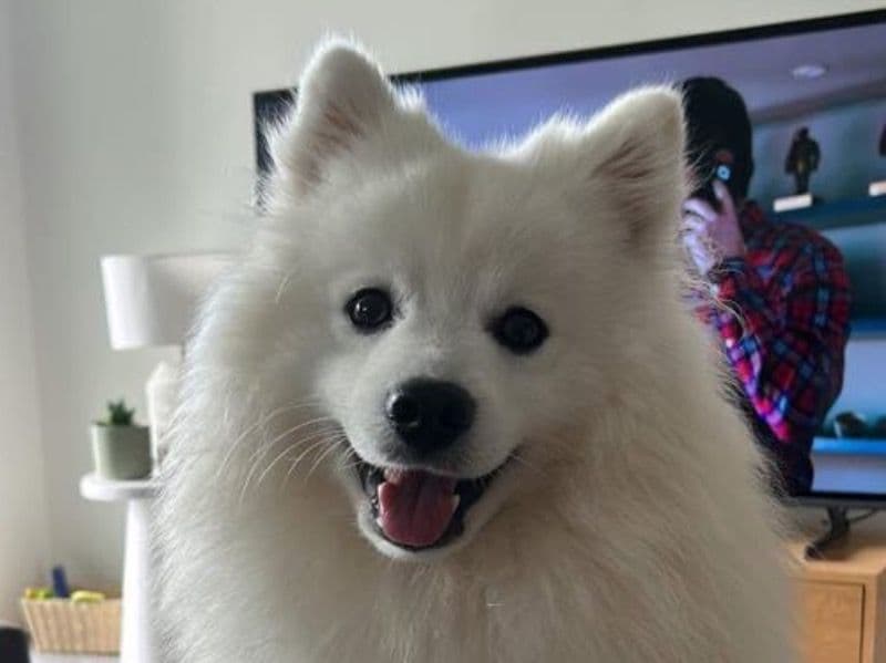 Japanese Spitz 2 years 5 months old male small named Bear for breeding | Petmeetly