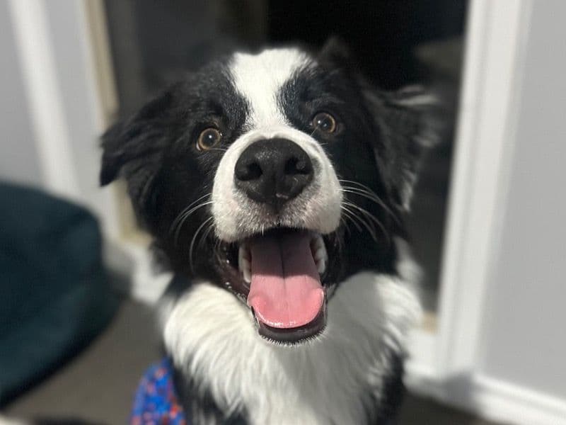 Border Collie 1 year 6 months old male medium named Mack for breeding in Casey City, Victoria | Petmeetly