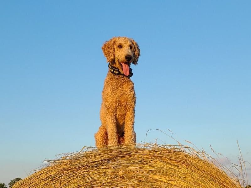 Standard Poodle 4 years 9 months old male medium named Esiban for breeding in Beltrami County, Minnesota | Petmeetly