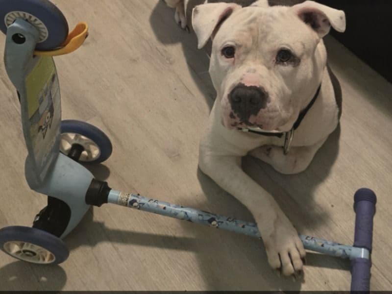 American Staffordshire Terrier 6 years old male large named Prince for breeding in Tehama County, California | Petmeetly