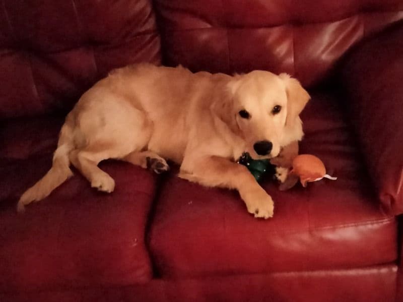 English Golden Retriever 1 year 6 months old male large named Archy for breeding in Lancaster County, Pennsylvania | Petmeetly