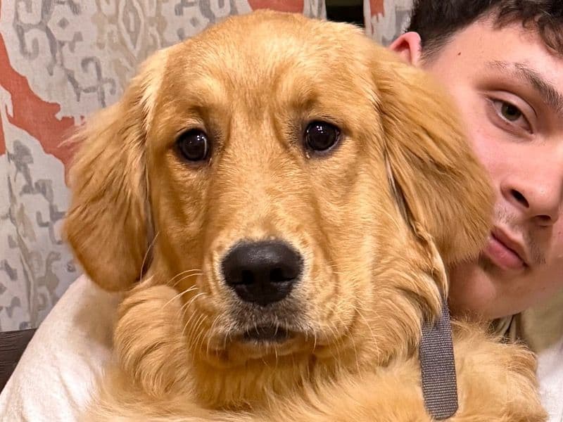 English Golden Retriever 1 year old female medium named Frankie for breeding in Kent County, Michigan | Petmeetly