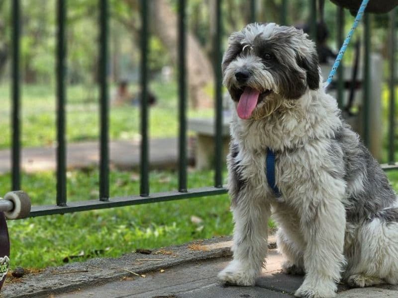 Tibetan Terrier 1 year 5 months old female medium named Sky for breeding in Bangalore Division, Karnataka | Petmeetly