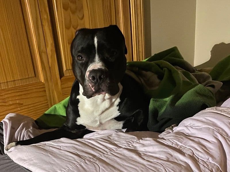 Pit Bull Terrier 5 years 7 months old male medium named Ivan for breeding in Hrabstwo DuPage, Illinois | Petmeetly