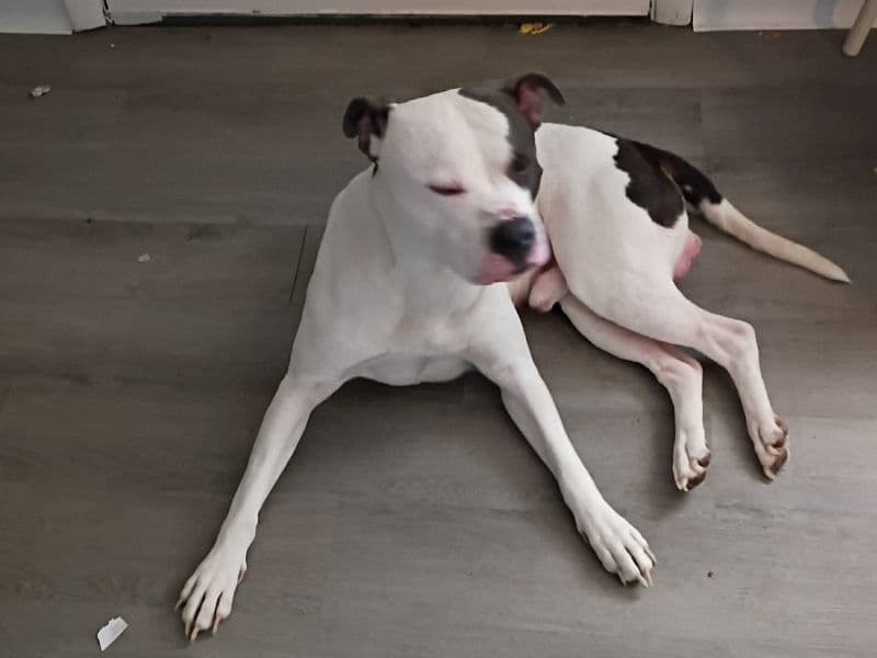 American PitBull Terrier 4 years old male extra large named Opie for breeding in Butler County, Ohio | Petmeetly