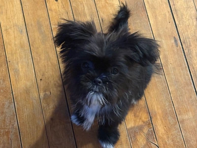 Shih Tzu 1 year old male small named Mui for breeding in Richmond, Virginia | Petmeetly