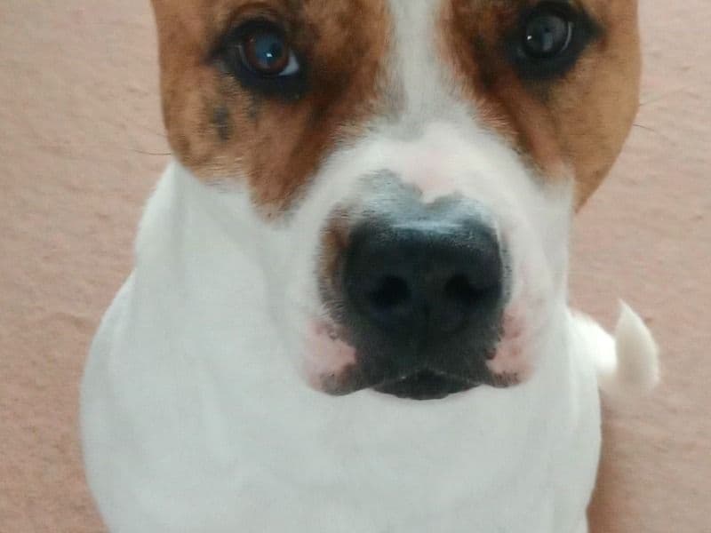 Staffordshire Bull Terrier 3 years 4 months old male medium named Ollie for sale in Essex, England | Petmeetly