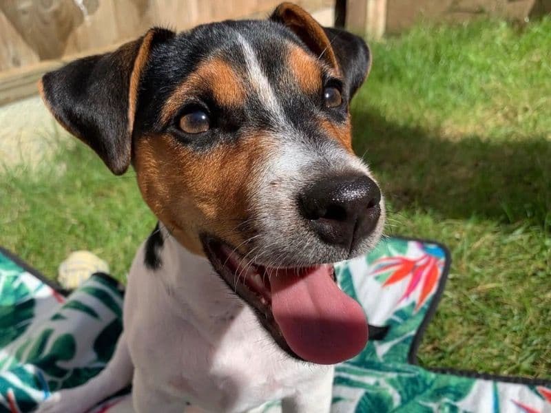 Jack Russell Terrier 6 years 1 month old male small named Skipper for breeding in Greater London, England | Petmeetly