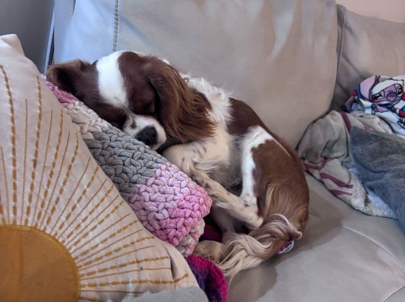 Cavalier King Charles Spaniel 1 year old male medium named Klaus for breeding in Sumner County, Tennessee | Petmeetly