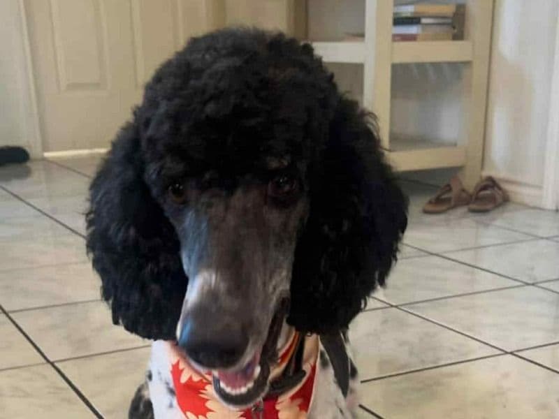 Standard Poodle 2 years 5 months old male large named Nelson for breeding in Lubbock County, Texas | Petmeetly