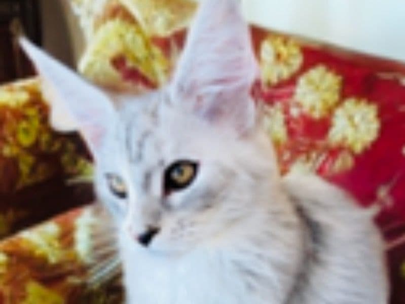 Maine Coon 1 year 2 months old female named Minerva for breeding in Brevard County, Florida | Petmeetly