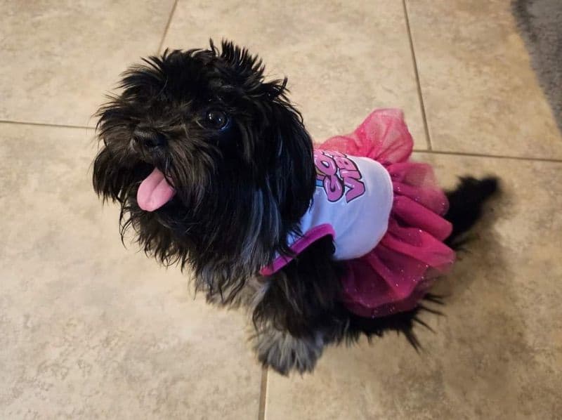 Havanese 3 years old female small named Juno for breeding in Oklahoma County, Oklahoma | Petmeetly