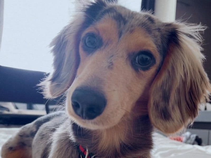 Miniature Dachshund 1 year 3 months old male small named Akira for breeding in San Diego County, California | Petmeetly