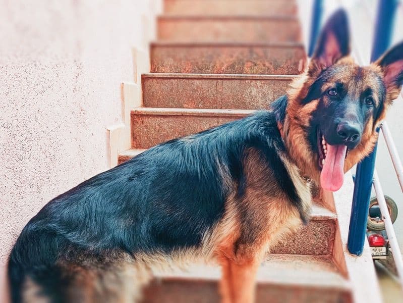 German Shepherd 3 years 2 months old male medium named Tony for breeding in Bangalore Division, Karnataka | Petmeetly