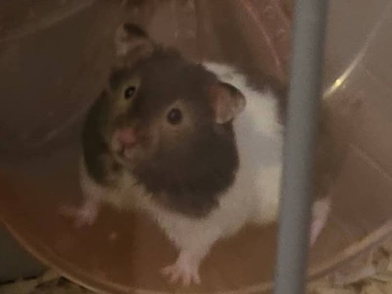 Rex - Syrian Hamster | Petmeetly