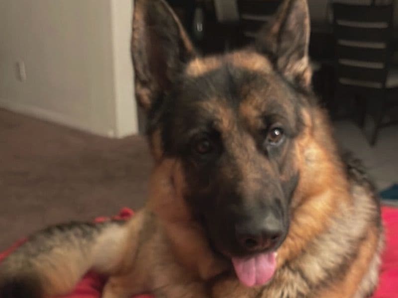 German Shepherd 6 years old male large named King for breeding in Los Angeles County, California | Petmeetly