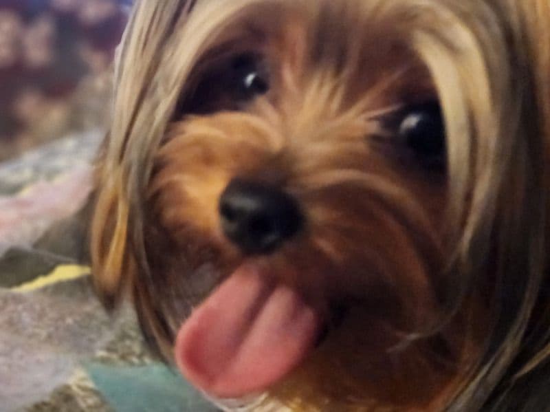 Yorkshire Terrier 3 years old female small named Porcha for breeding in Toronto, Ontario | Petmeetly
