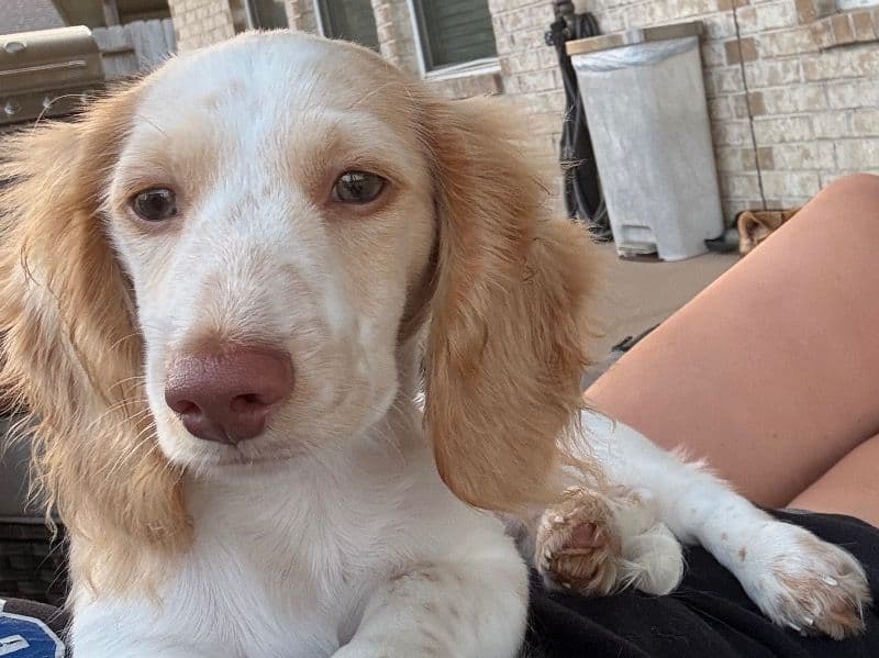 Miniature Dachshund 10 months old male small named Copper for breeding in Brazoria County, Texas | Petmeetly