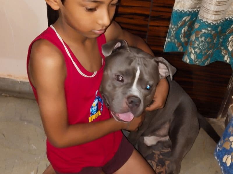 American PitBull Terrier 2 years 5 months old male medium named Victor for breeding in Delhi Division, Delhi | Petmeetly