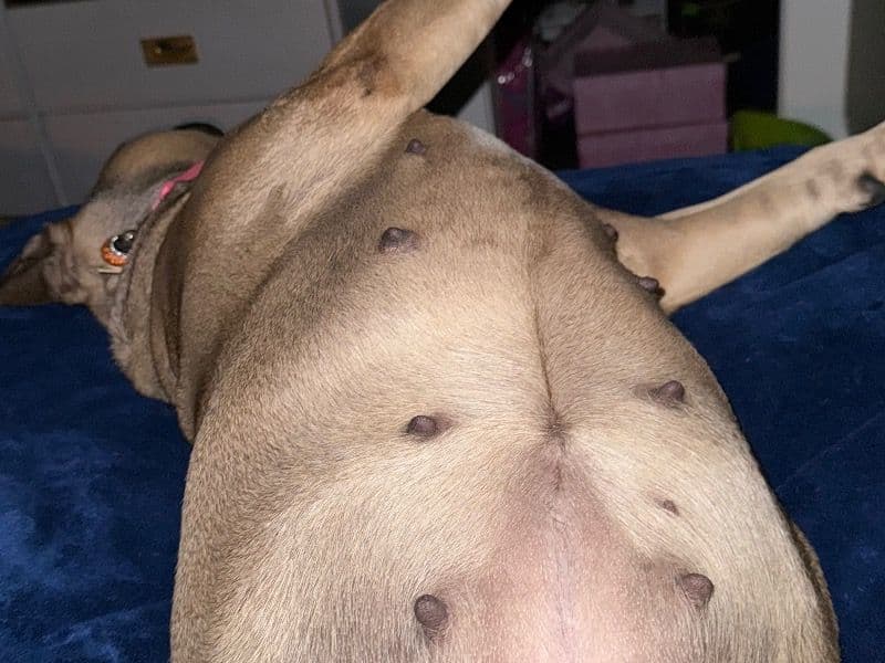 American PitBull Terrier 6 years 4 months old female large named Mia for breeding in Chase County, Nebraska | Petmeetly