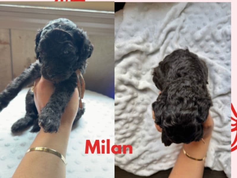 Goldendoodle 2 months old female small named Milan for sale in Dougherty County, Georgia | Petmeetly