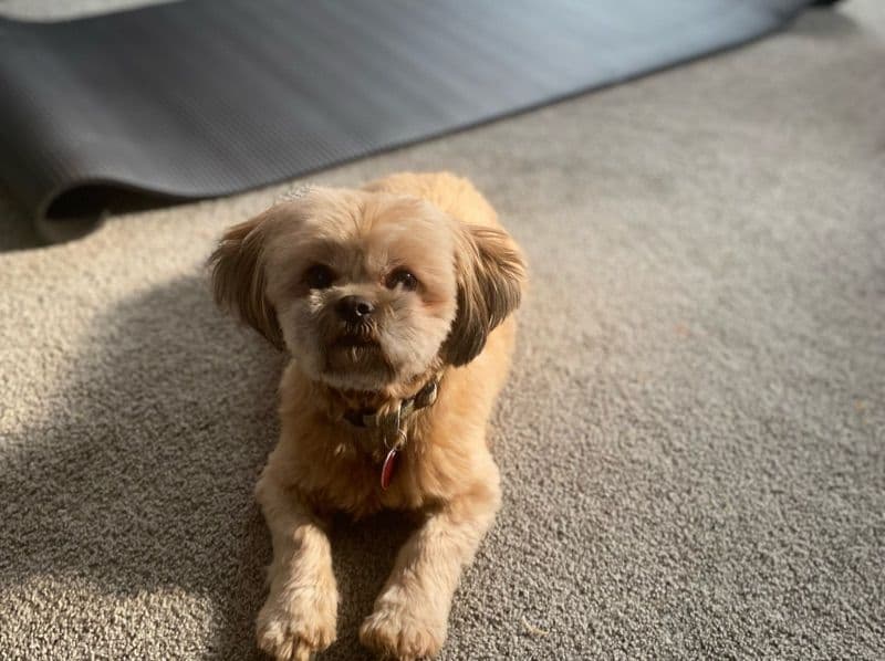 Shih Tzu 8 years 3 months old female small named Gizmiss for breeding | Petmeetly