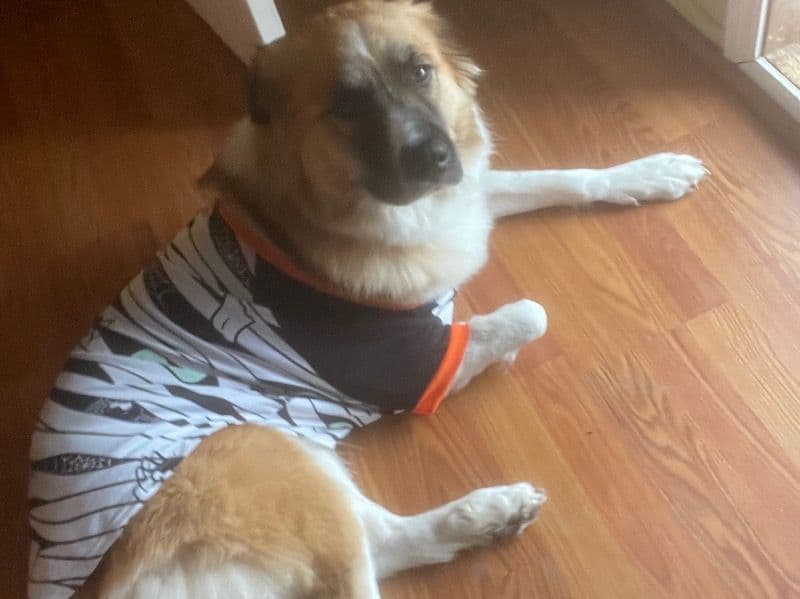 Dakota primary photo